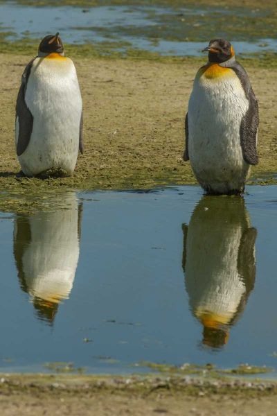 East Falkland King penguins reflecting in water